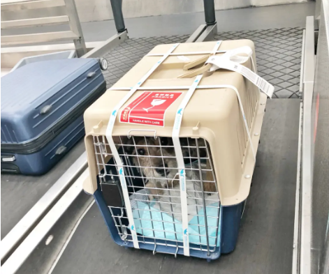 延庆宠物托运 宠物托运公司 机场宠物托运 宠物空运